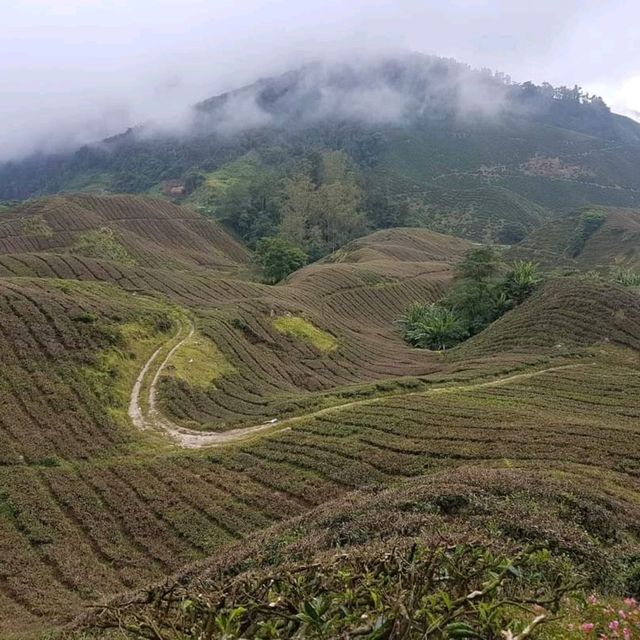 Trekking for RAFFLESIA