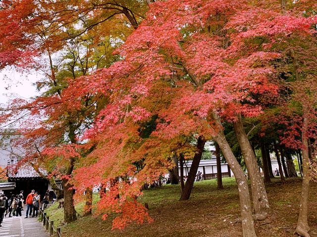 京都[紅葉めぐり]  南禅寺　三門の紅葉が絶景❗️