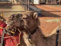 Sunset Camel Ride in Uluru ♥️