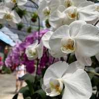 Beautiful Orchid Farm 