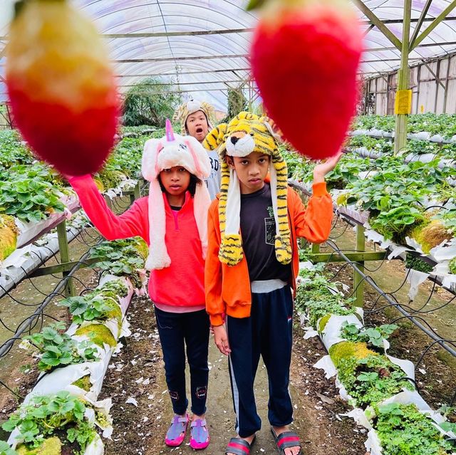 The best strawberry farm in Cameron Highland