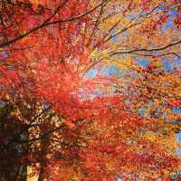 ~ Shuzenji in Autumn 