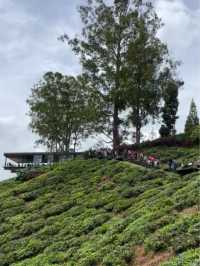 Tea time in the windy and cool breeze 