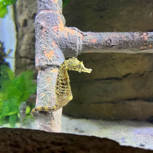 Fishy Fun at Melbourne Aquarium 