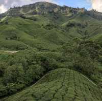 Tea Plantation at Cameron