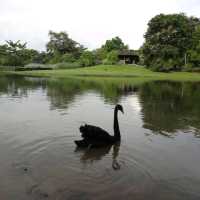 Singapore Botanic Gardens