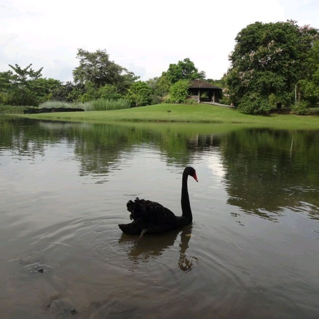 Singapore Botanic Gardens