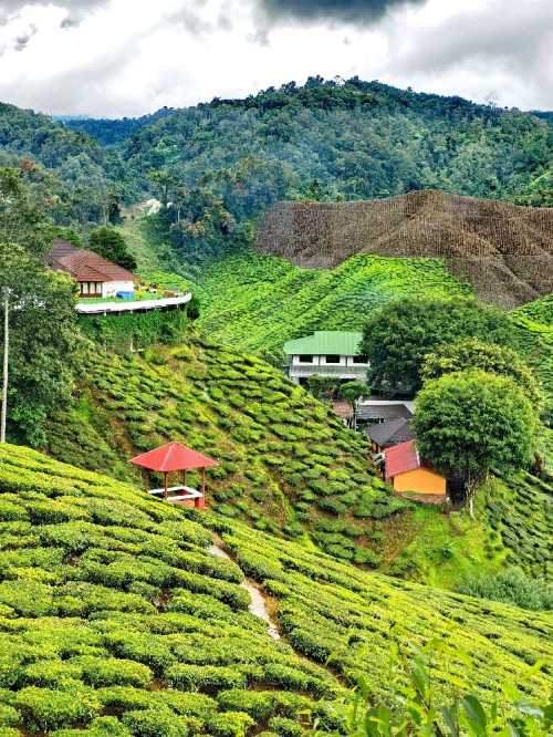 Cameron Valley Tea House