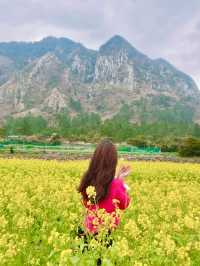 💛제주 산방산 :: 유채꽃 명소💛