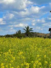 제주도의 대표 유채꽃밭 산방산🌼