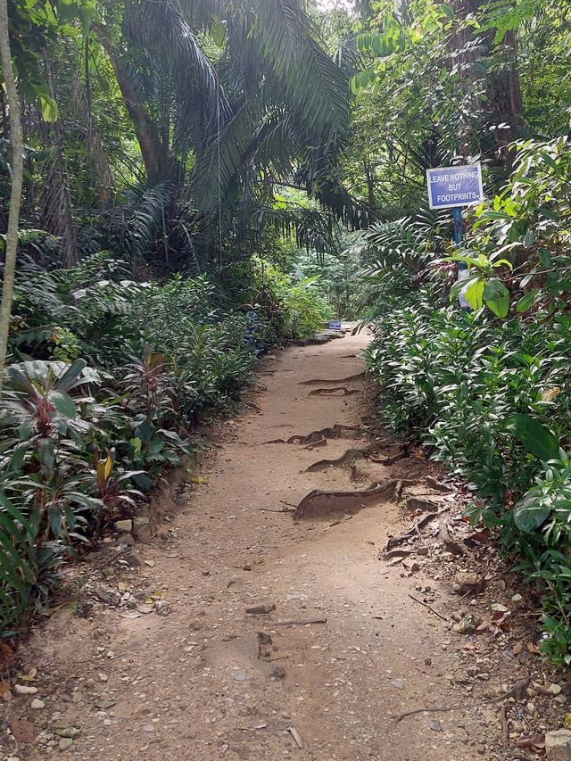 Bukit Gasing Hiking Trail 👣✨