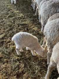 [대관령양떼목장] 이색데이트로 추천🐏🐑