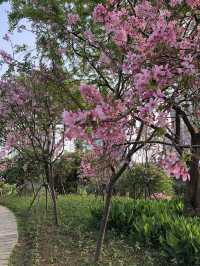 Sakura Blossom in Xiamen 