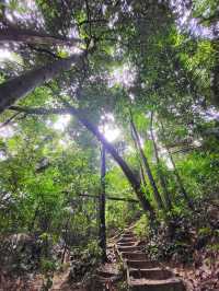 Bukit Gasing Hiking Trail 👣✨