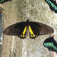 Butterfly Farm