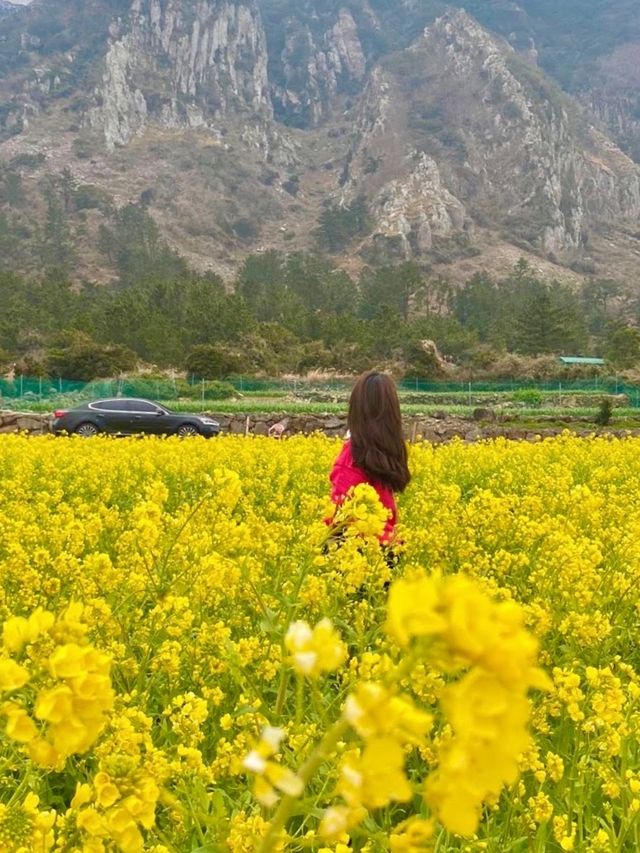 💛제주 산방산 :: 유채꽃 명소💛