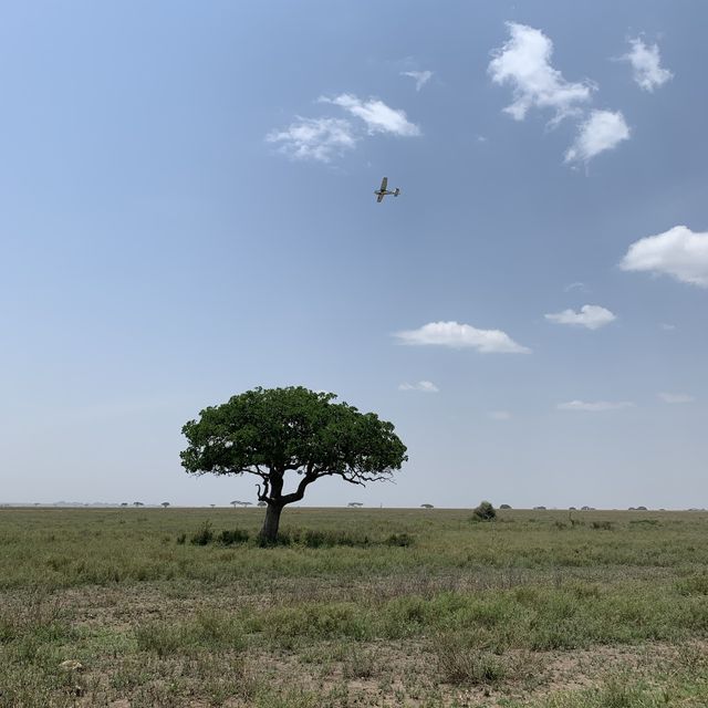 Safari Day at Serengeti