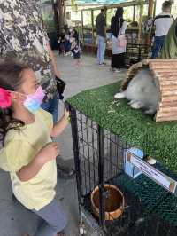 Pavillion Petting Zoo - Kids Haven ❤️ 