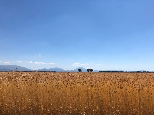 Provence | Lavender self-driving tour in France