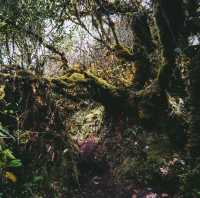 Mini mossy forest at Coral Hill