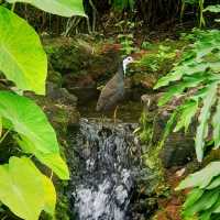 Up Close And Personal At Jurong Lake Gardens