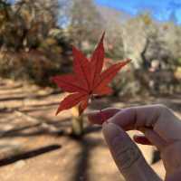 輕井澤 雲場池 紅葉尾季🍁