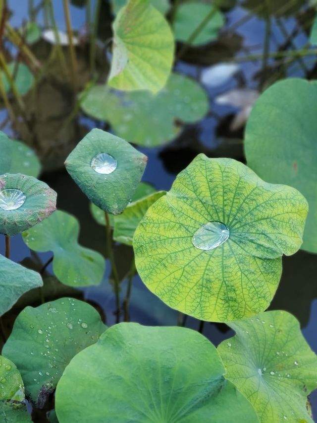 Nature in the middle of Hong Kong