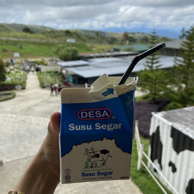 desa dairy farm kundasang