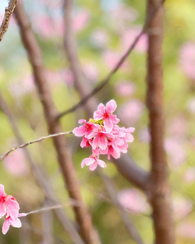 A great place to appreciate flowers | Beautiful cherry blossoms in Tung Chung are in full bloom