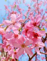 A great place to appreciate flowers | Beautiful cherry blossoms in Tung Chung are in full bloom