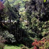 The Views Of Cameron Highland Malaysia