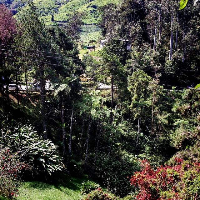 The Views Of Cameron Highland Malaysia