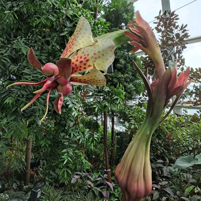 The Secret Garden at Cloud Forest