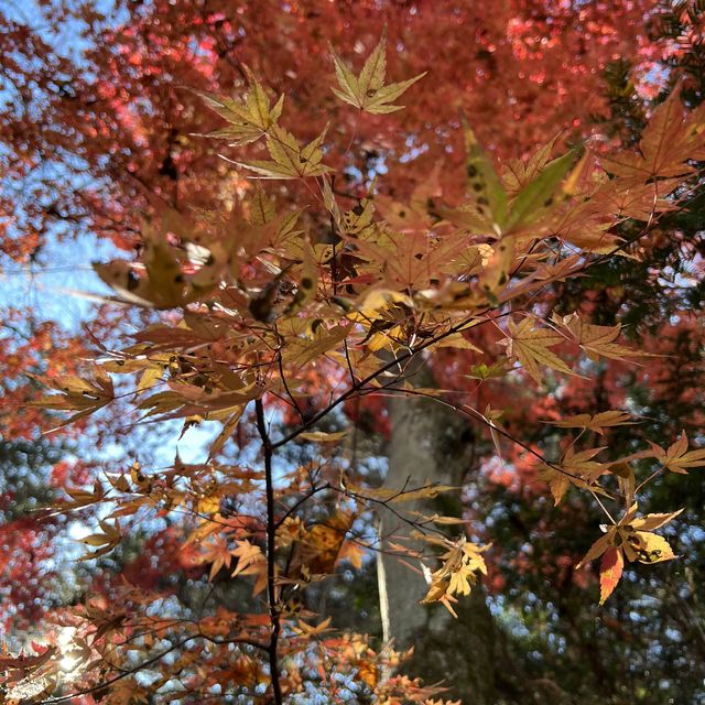 輕井澤 雲場池 紅葉尾季🍁