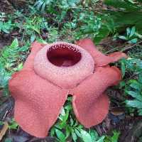 Trekking for RAFFLESIA