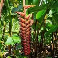 Symphony Lake & Heliconia Walk