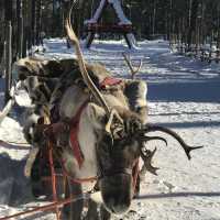 Santa Claus Reindeer