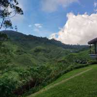 Tea Plantation at Cameron