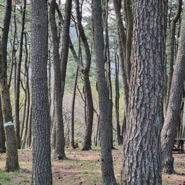 산림욕하기 좋은 제주 절물자연휴양림