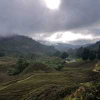 Trekking for RAFFLESIA