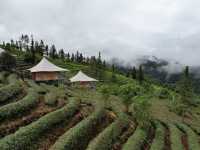 Dreaming in the tea fields of Pu’er 🍵 