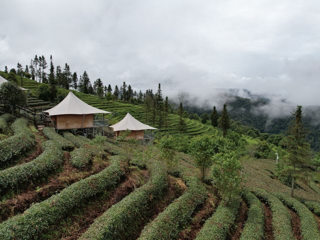 Dreaming in the tea fields of Pu’er 🍵 