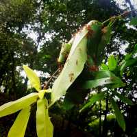 Up Close And Personal At Jurong Lake Gardens