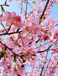 A great place to appreciate flowers | Beautiful cherry blossoms in Tung Chung are in full bloom