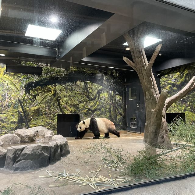 駅からすぐ東京でパンダに会える上野動物園