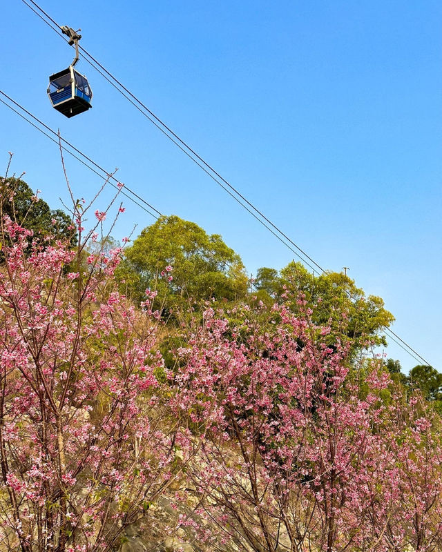 A great place to appreciate flowers | Beautiful cherry blossoms in Tung Chung are in full bloom