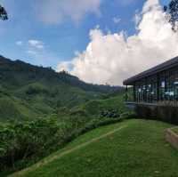 Tea Plantation at Cameron