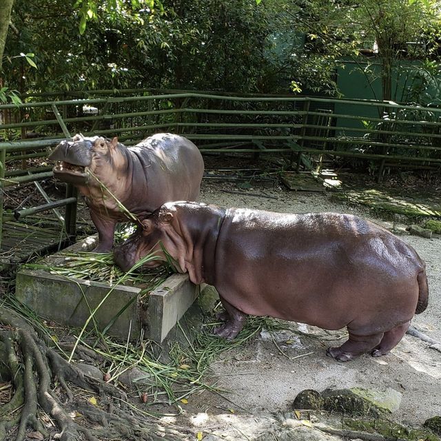 Zoo Negara - KL, Malaysia