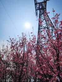 A great place to appreciate flowers | Beautiful cherry blossoms in Tung Chung are in full bloom