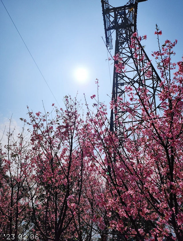 A great place to appreciate flowers | Beautiful cherry blossoms in Tung Chung are in full bloom